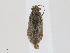  ( - CBG-A24268-E05)  @11 [ ] CreativeCommons - Attribution Share - Alike (2024) CBG Photography Group Centre for Biodiversity Genomics