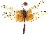  ( - CBG-A27538-H07)  @11 [ ] CreativeCommons - Attribution Share - Alike (2023) CBG Photography Group Centre for Biodiversity Genomics