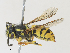  ( - CBG-A27542-A12)  @11 [ ] CreativeCommons - Attribution Share - Alike (2024) CBG Photography Group Centre for Biodiversity Genomics