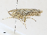  ( - CBG-A27542-F11)  @11 [ ] CreativeCommons - Attribution Share - Alike (2024) CBG Photography Group Centre for Biodiversity Genomics