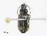  (Stenolophus limbalis - CBG-A27542-H01)  @11 [ ] CreativeCommons - Attribution Share - Alike (2024) CBG Photography Group Centre for Biodiversity Genomics