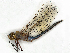  ( - CBG-A27543-H10)  @11 [ ] CreativeCommons - Attribution Share-Alike (2024) CBG Photography Group Centre for Biodiversity Genomics