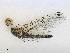  ( - CBG-A27548-G06)  @11 [ ] CreativeCommons - Attribution Share - Alike (2024) CBG Photography Group Centre for Biodiversity Genomics