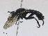  (Laphria franciscana - CBG-A27561-G12)  @11 [ ] CreativeCommons - Attribution Share - Alike (2024) CBG Photography Group Centre for Biodiversity Genomics