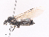  ( - CBG-A27629-G03)  @11 [ ] CreativeCommons - Attribution Share-Alike (2024) CBG Photography Group Centre for Biodiversity Genomics