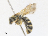  ( - CBG-A30073-H03)  @11 [ ] CreativeCommons - Attribution Share - Alike (2024) CBG Photography Group Centre for Biodiversity Genomics