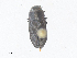  ( - CBG-A38521-G12)  @11 [ ] CreativeCommons - Attribution Share - Alike (2024) CBG Photography Group Centre for Biodiversity Genomics