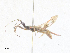  ( - CBG-A38503-G01)  @11 [ ] CreativeCommons - Attribution Share - Alike (2024) CBG Photography Group Centre for Biodiversity Genomics