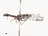  ( - CBG-A44368-F05)  @11 [ ] CreativeCommons - Attribution Share - Alike (2024) CBG Photography Group Centre for Biodiversity Genomics