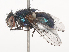  ( - CBG-A44405-F12)  @11 [ ] CreativeCommons - Attribution Share - Alike (2024) CBG Photography Group Centre for Biodiversity Genomics