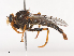  ( - CBG-A44415-D12)  @11 [ ] CreativeCommons - Attribution Share - Alike (2024) CBG Photography Group Centre for Biodiversity Genomics