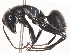  ( - CBG-A44416-G11)  @11 [ ] CreativeCommons - Attribution Share-Alike (2024) CBG Photography Group Centre for Biodiversity Genomics