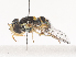  ( - CBG-A44436-C11)  @11 [ ] CreativeCommons - Attribution Share - Alike (2024) CBG Photography Group Centre for Biodiversity Genomics