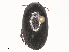  ( - CBG-A45171-C02)  @11 [ ] CreativeCommons - Attribution Share - Alike (2024) CBG Photography Group Centre for Biodiversity Genomics