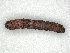  ( - CBG-A45218-H06)  @11 [ ] CreativeCommons - Attribution (2024) CBG Photography Group Centre for Biodiversity Genomics