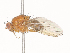 ( - CBG-A45273-F07)  @11 [ ] CreativeCommons - Attribution Share - Alike (2024) CBG Photography Group Centre for Biodiversity Genomics
