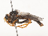  ( - CBG-A46909-F09)  @11 [ ] CreativeCommons - Attribution Share - Alike (2024) CBG Photography Group Centre for Biodiversity Genomics
