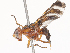 (Tritoxa ra - CBG-A46917-C10)  @11 [ ] CreativeCommons - Attribution Share-Alike (2024) CBG Photography Group Centre for Biodiversity Genomics