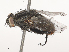  ( - CBG-A51861-H03)  @11 [ ] CreativeCommons - Attribution Share - Alike (2024) CBG Photography Group Centre for Biodiversity Genomics