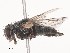  ( - CBG-A51913-C03)  @11 [ ] CreativeCommons - Attribution Share - Alike (2024) CBG Photography Group Centre for Biodiversity Genomics