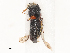  ( - CBG-A51915-G09)  @11 [ ] CreativeCommons - Attribution Share - Alike (2024) CBG Photography Group Centre for Biodiversity Genomics