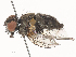  ( - CBG-A51923-F08)  @11 [ ] CreativeCommons - Attribution Share - Alike (2024) CBG Photography Group Centre for Biodiversity Genomics