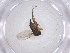  ( - CBG-A47488-C06)  @11 [ ] CreativeCommons - Attribution Share - Alike (2024) Centre for Biodiversity Genomics Centre for Biodiversity Genomics