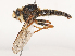  ( - CBG-A48508-C12)  @11 [ ] CreativeCommons - Attribution Share - Alike (2024) CBG Photography Group Centre for Biodiversity Genomics