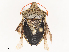  ( - CBG-A51916-E02)  @11 [ ] CreativeCommons - Attribution Share - Alike (2024) CBG Photography Group Centre for Biodiversity Genomics