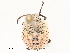  ( - CBG-A51916-E08)  @11 [ ] CreativeCommons - Attribution Share - Alike (2024) CBG Photography Group Centre for Biodiversity Genomics
