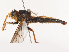  ( - CBG-A51917-C12)  @11 [ ] CreativeCommons - Attribution Share - Alike (2024) CBG Photography Group Centre for Biodiversity Genomics