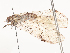  ( - CBG-A51925-F04)  @11 [ ] CreativeCommons - Attribution Share - Alike (2024) CBG Photography Group Centre for Biodiversity Genomics