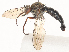  ( - CBG-A51925-G06)  @11 [ ] CreativeCommons - Attribution Share - Alike (2024) CBG Photography Group Centre for Biodiversity Genomics