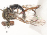  ( - CBG-A51925-G10)  @11 [ ] CreativeCommons - Attribution Share - Alike (2024) CBG Photography Group Centre for Biodiversity Genomics