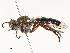  ( - CBG-A51926-D12)  @11 [ ] CreativeCommons - Attribution Share - Alike (2024) CBG Photography Group Centre for Biodiversity Genomics