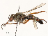  ( - CBG-A51926-E09)  @11 [ ] CreativeCommons - Attribution Share - Alike (2024) CBG Photography Group Centre for Biodiversity Genomics