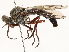  ( - CBG-A51926-F08)  @11 [ ] CreativeCommons - Attribution Share - Alike (2024) CBG Photography Group Centre for Biodiversity Genomics