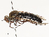  ( - CBG-A51926-G01)  @11 [ ] CreativeCommons - Attribution Share - Alike (2024) CBG Photography Group Centre for Biodiversity Genomics