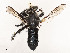  ( - CBG-A51928-F09)  @11 [ ] CreativeCommons - Attribution Share - Alike (2024) CBG Photography Group Centre for Biodiversity Genomics