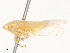  ( - CBG-A51994-G11)  @11 [ ] CreativeCommons - Attribution Share - Alike (2024) CBG Photography Group Centre for Biodiversity Genomics