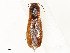  ( - CBG-A51995-B12)  @11 [ ] CreativeCommons - Attribution Share - Alike (2024) CBG Photography Group Centre for Biodiversity Genomics
