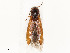  ( - CBG-A51995-C02)  @11 [ ] CreativeCommons - Attribution Share - Alike (2024) CBG Photography Group Centre for Biodiversity Genomics