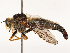  ( - CBG-A51996-H07)  @11 [ ] CreativeCommons - Attribution Share - Alike (2024) CBG Photography Group Centre for Biodiversity Genomics