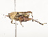  ( - CBG-A51997-B02)  @11 [ ] CreativeCommons - Attribution Share - Alike (2024) CBG Photography Group Centre for Biodiversity Genomics