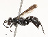 ( - CBG-A51998-H06)  @11 [ ] CreativeCommons - Attribution Share - Alike (2024) CBG Photography Group Centre for Biodiversity Genomics
