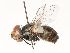  ( - CBG-A51999-D03)  @11 [ ] CreativeCommons - Attribution Share - Alike (2024) CBG Photography Group Centre for Biodiversity Genomics