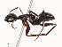  ( - CBG-A52000-D08)  @11 [ ] CreativeCommons - Attribution Share - Alike (2024) CBG Photography Group Centre for Biodiversity Genomics