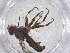  ( - CBG-A53443-D10)  @11 [ ] CreativeCommons - Attribution Share - Alike (2024) Centre for Biodiversity Genomics Centre for Biodiversity Genomics