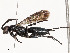  ( - CBG-A53621-B01)  @11 [ ] CreativeCommons - Attribution Share - Alike (2024) CBG Photography Group Centre for Biodiversity Genomics