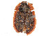  ( - CBG-A53624-F02)  @11 [ ] CreativeCommons - Attribution Share - Alike (2024) CBG Photography Group Centre for Biodiversity Genomics